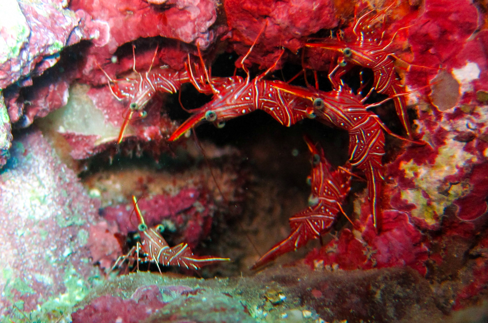 Пхукет + дайвинг, Краби, Бангкок, фото