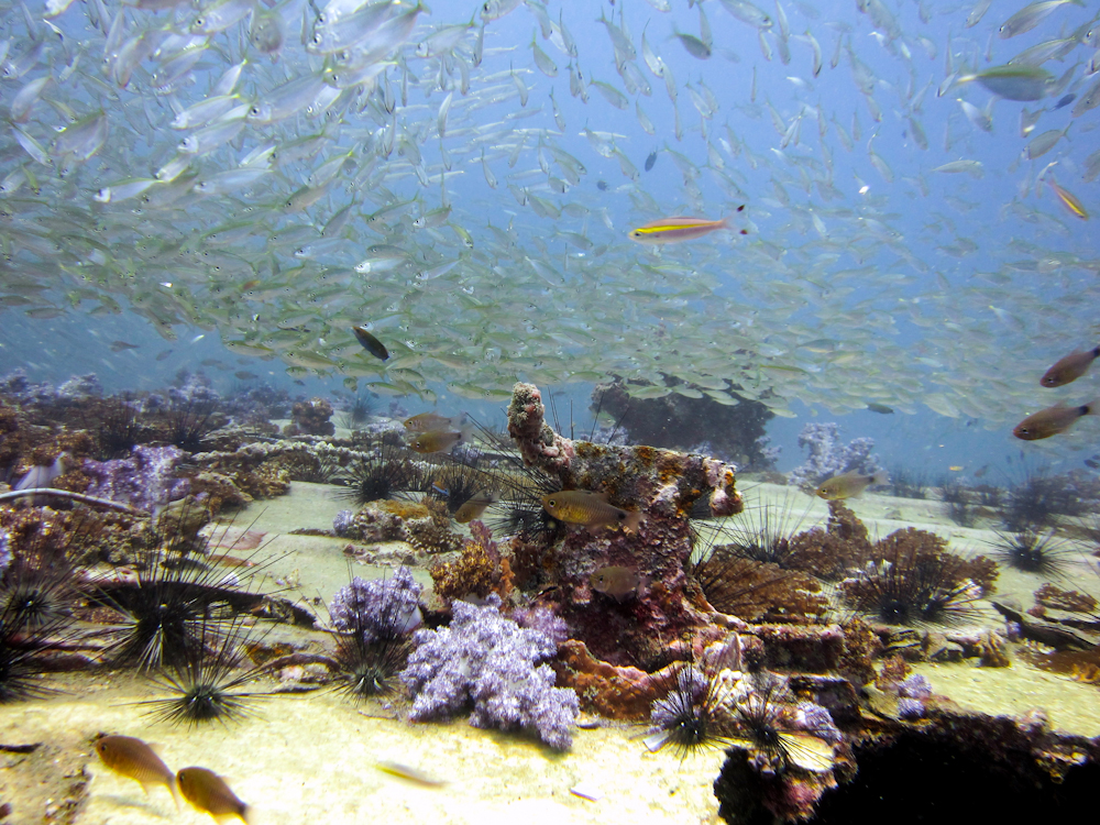 Пхукет + дайвинг, Краби, Бангкок, фото