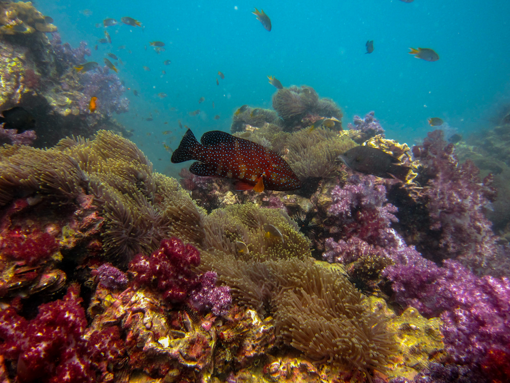 Пхукет + дайвинг, Краби, Бангкок, фото
